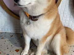 -柴务处·柴犬主题狗咖