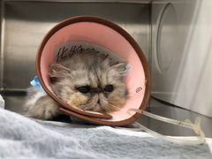 -康旭宠物医院(郑州总院)