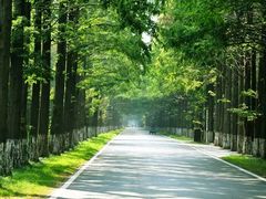 -黄海国家森林公园