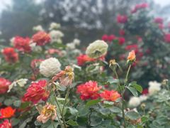 -国家植物园
