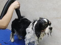 -沐沐家宠物(成寿寺店)