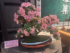 -西塘人家•黑金冠本地好店