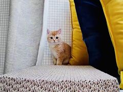 -东方名猫馆·英短金渐层布偶猫舍(环线广场1号楼店)