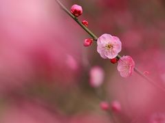 -花开海上生态园