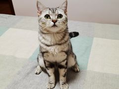 -糯米喵星人总部直营旗舰店·猫舍·幼猫出售