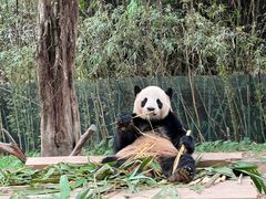 -广州长隆野生动物世界