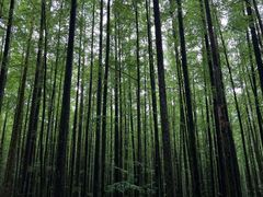 -山王坪喀斯特国家生态公园