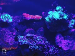 -悉尼海洋生物水族馆