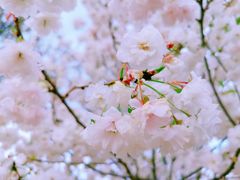 -天适樱花悠乐园