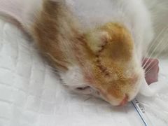 -爱侣宠医·鹦鹉专科·小型哺乳类·异宠专科(灵石路店)