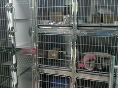 -安安宠医宠物医院·异宠·犬猫内科(岳阳分院)