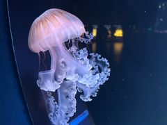 -欢乐海岸海洋奇梦馆