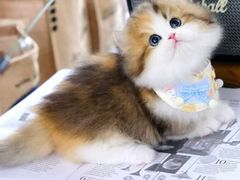 -欣宠猫屋·矮脚拿破仑·蓝金金渐层