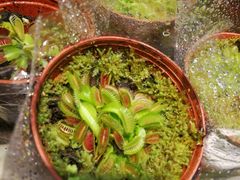 -双季花艺园艺市场(浦东店)