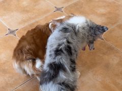 -Let's go狗咖·猫咖·奶狗·桌游(春熙路IFS店)