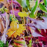 热带雨林咖啡店- -URBAN GREEN 