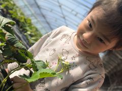 -甜心庄园·甜心草莓采摘园(西青中北店)