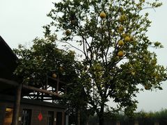 -乌村