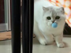 -四月宠物医院·猫专科·心脏专科·内科(转塘店)