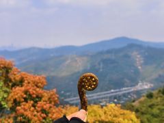 -东莞市大岭山森林公园