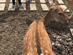 -北京麋鹿生态实验中心