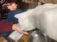 -猫猫幼稚园·撸猫·桌游·电玩