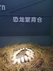 -恐龙探索乐园(磁器口店)