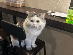 -Mr.Fox狐狸先生超级密室(南山店)