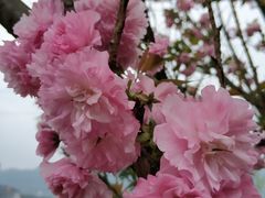 -樱桃山旅游景区