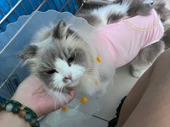 -纳吉亚猫专科动物医院博雅分院