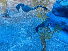 -上海海洋水族馆