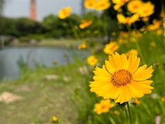 -贡湖湾湿地公园