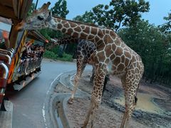 -清迈夜间动物园