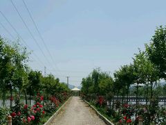 -同銮特种养殖场·龙虾垂钓