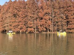 -上海海湾国家森林公园