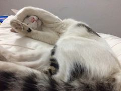 -猫咪博物馆(顶澳仔猫街店)