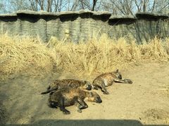 -北京野生动物园