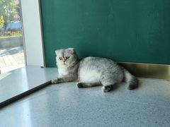-飞行喵MR PILOT|猫舍·猫咖(静安大融城店)