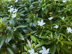 -野象谷景区