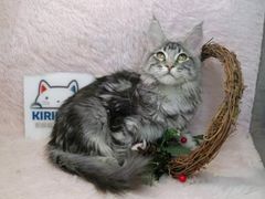 -十年猫舍·猫咪专门店(普陀店)