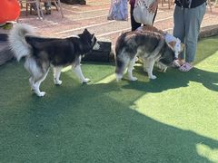 -爪吧宠物乐园 (温榆河示范区店)