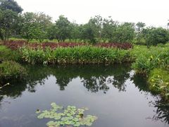 android_upload_pic-大湾区中央湿地公园