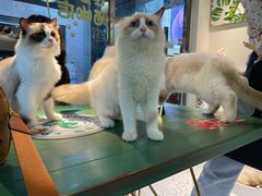 -喵喵咪呀布偶猫咖(春熙路店)