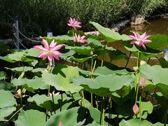 -西海子公园