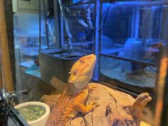 -酷以爬仙阁实体爬宠店·守宫·蜥蜴·专业繁育