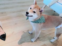 -柴犬小屋·柴餐厅·狗咖食堂(金鼎广场店)