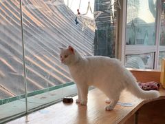 -猫小院猫主题咖啡厅(北锣店)