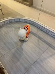 -Moni星球萌宠·小马宝莉·灵蛇·高端高阶全萌宠互动体验俱乐部(红豆国际广场店)