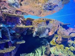 -上海海洋水族馆