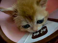 -瑞派福兴宠物医院犬猫全科·骨科·中西医结合(河东店)